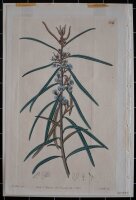 Unbekannt - Hovea - 1822 -