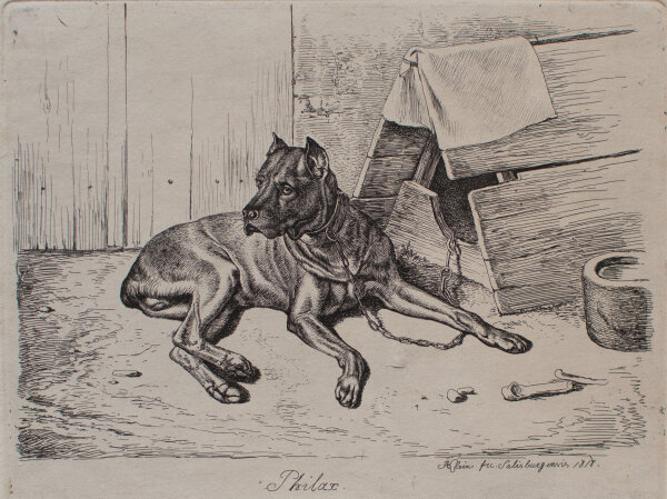 Johann Adam Klein - Hatzhund mit Doppelnase - 1818 - Radierung