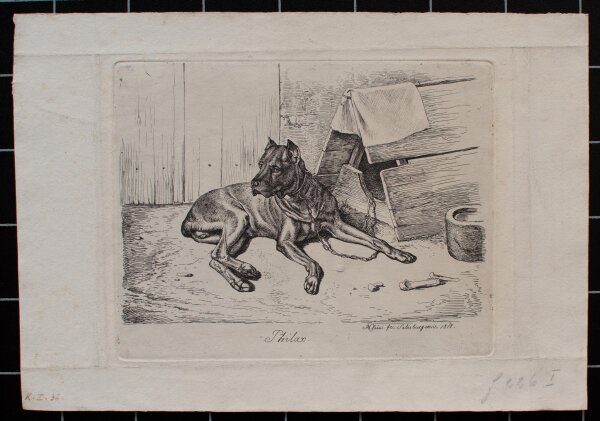 Johann Adam Klein - Hatzhund mit Doppelnase - 1818 - Radierung