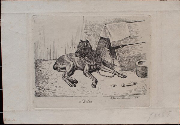 Johann Adam Klein - Hatzhund mit Doppelnase - 1818 - Radierung