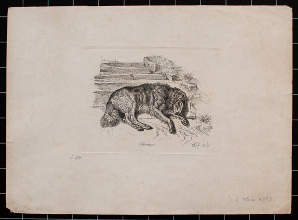 Johann Adam Klein - Schweizer, Liegender Hütehund - 1838 - Radierung