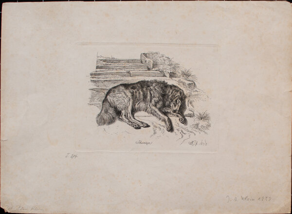 Johann Adam Klein - Schweizer, Liegender Hütehund - 1838 - Radierung