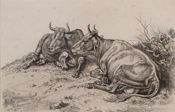 Johann Adam Klein - Die beiden wiederkäuenden Kühe - 1829 - Radierung