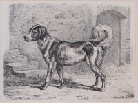 Johann Adam Klein - Langhaariger Hund an der Treppe -...