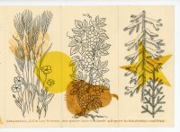 unbekannt - Glückwunschkarte mit Getreide Krokus...