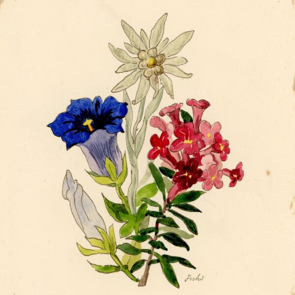 Fuchs - Fuchs Edelweis Enzian Rhododendron Blume Pflanze Studie Aquarell - o.J. - Aquarell