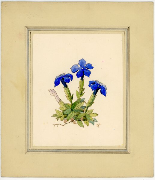 unbekannt - Blauer Enzian Blume Pflanze Studie Aquarell - o.J. - Aquarell