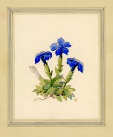 unbekannt - Blauer Enzian Blume Pflanze Studie Aquarell -...