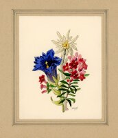 Fuchs - Fuchs Edelweis Enzian Rhododendron Blume Pflanze...