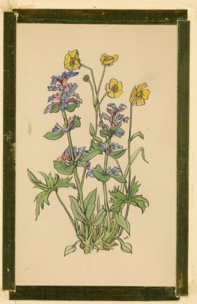 unbekannt - Brunella gelbe Wiesenblume Blume Pflanze Studie Aquarell - o.J. - Aquarell