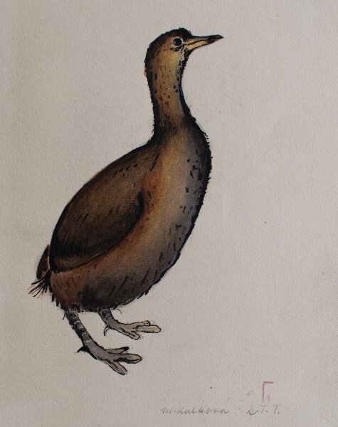 unbekannt - Wildente (Taucher) - o.J. - Aquarell