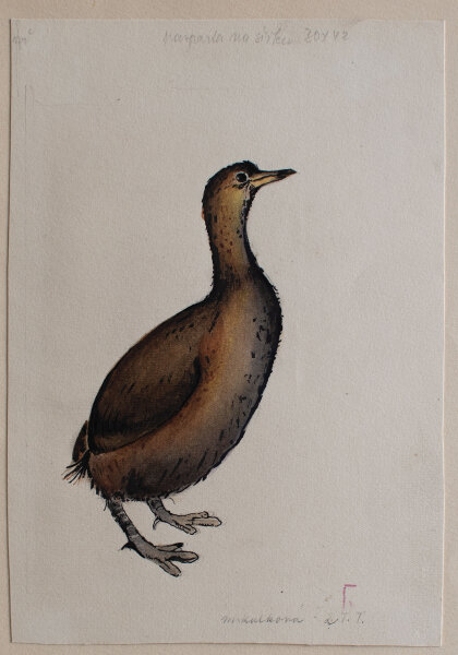 unbekannt - Wildente (Taucher) - o.J. - Aquarell