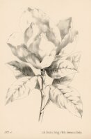 unbekannt - ohne Titel - o.J. - Lithographie