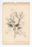 unbekannt - ohne Titel - o.J. - Lithographie