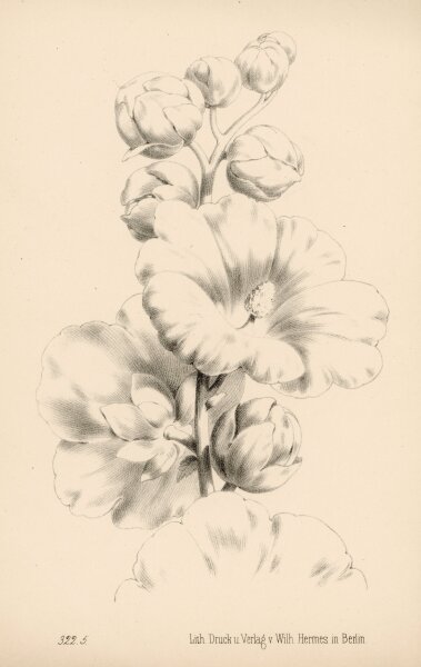 unbekannt - ohne Titel - o.J. - Lithographie
