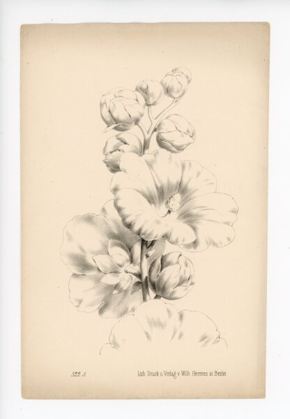 unbekannt - ohne Titel - o.J. - Lithographie