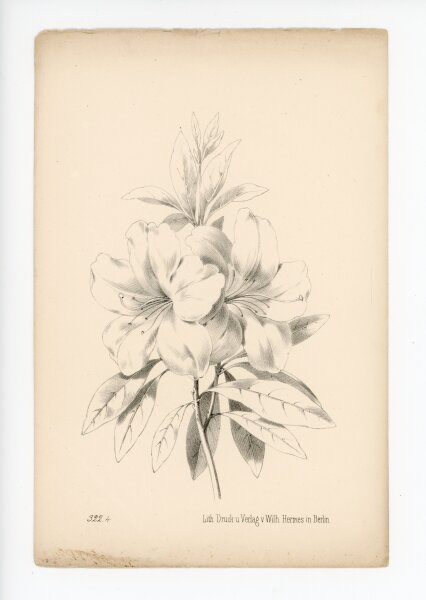 unbekannt - ohne Titel - o.J. - Lithographie