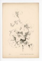 unbekannt - ohne Titel - o.J. - Lithographie