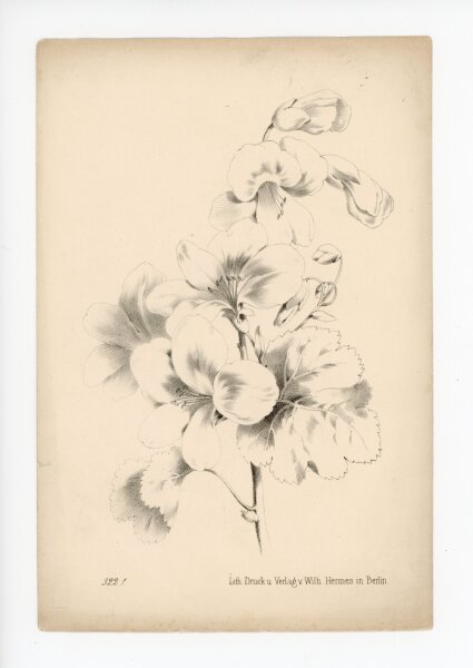 unbekannt - ohne Titel - o.J. - Lithographie