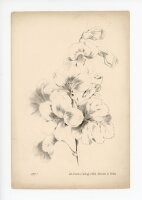 unbekannt - ohne Titel - o.J. - Lithographie