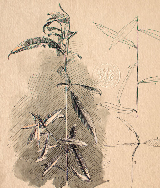 Königliches Technisches Prüfungsamt, Berlin - Pflanzenstudie - 1901 - Zeichnung