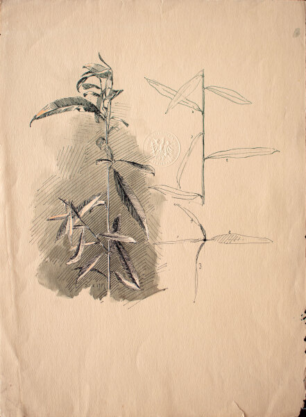 Königliches Technisches Prüfungsamt, Berlin - Pflanzenstudie - 1901 - Zeichnung