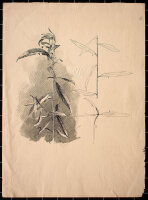 Königliches Technisches Prüfungsamt, Berlin -...