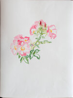 unbekannt - Pfingstrosen - 1990 - Aquarell