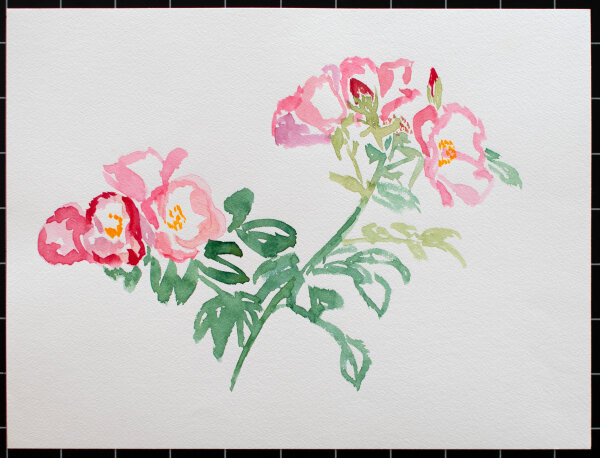 unbekannt - Pfingstrosen - 1990 - Aquarell