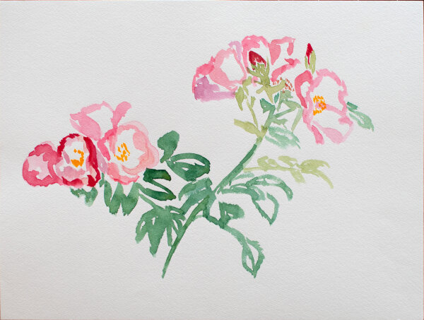 unbekannt - Pfingstrosen - 1990 - Aquarell