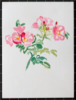 unbekannt - Pfingstrosen - 1990 - Aquarell