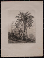 Albert Berg - Dattelpalme in Sandurli - o.J. - Radierung