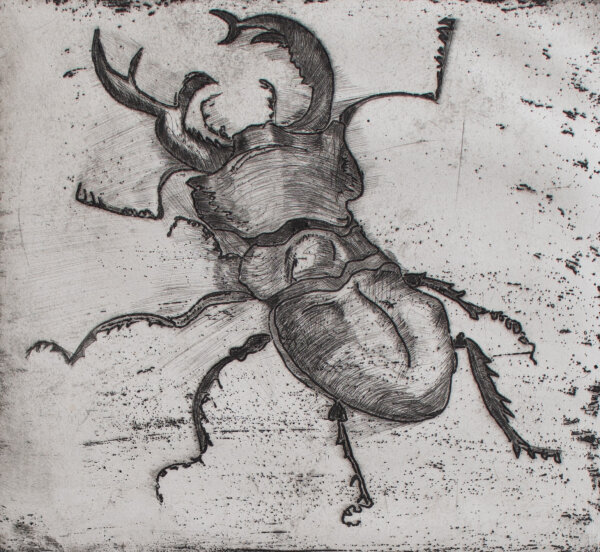 Wiebke Weinreich - Hirschkäfer - 1976 - Radierung