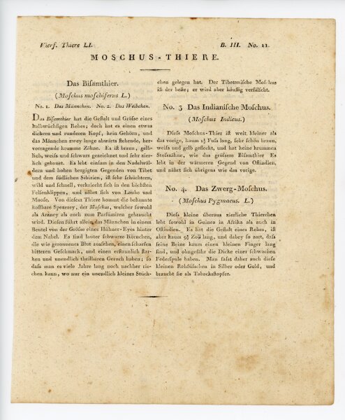 unbekannt - Moschustiere - o.J. - Kolorierter Kupferstich