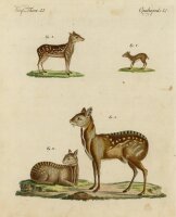 unbekannt - Moschustiere - o.J. - Kolorierter Kupferstich