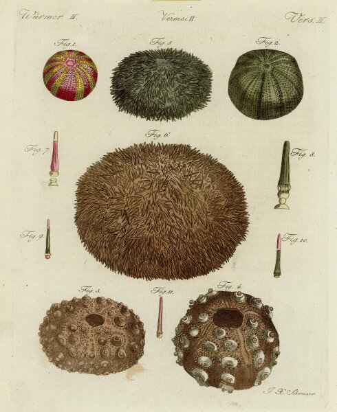 Jacob Xaver Schmuzer - Meerigel - o.J. - Kolorierter Kupferstich