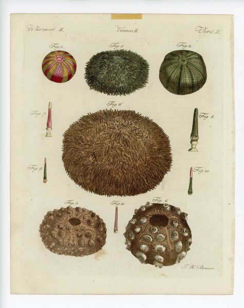 Jacob Xaver Schmuzer - Meerigel - o.J. - Kolorierter Kupferstich