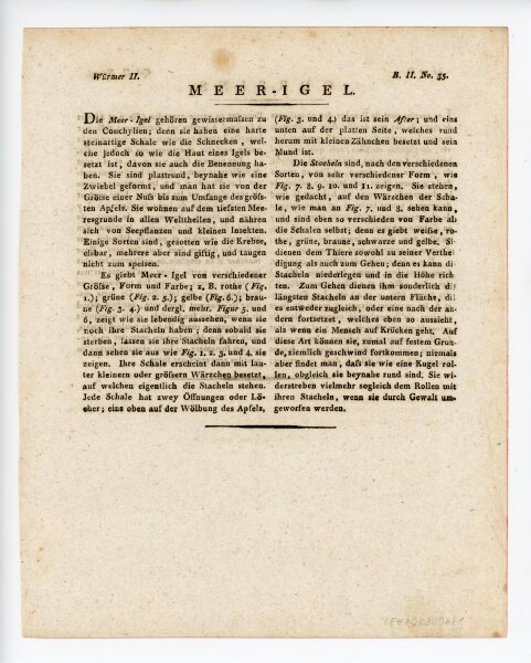 Jacob Xaver Schmuzer - Meerigel - o.J. - Kolorierter Kupferstich