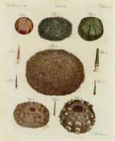 Jacob Xaver Schmuzer - Meerigel - o.J. - Kolorierter...