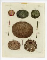 Jacob Xaver Schmuzer - Meerigel - o.J. - Kolorierter Kupferstich