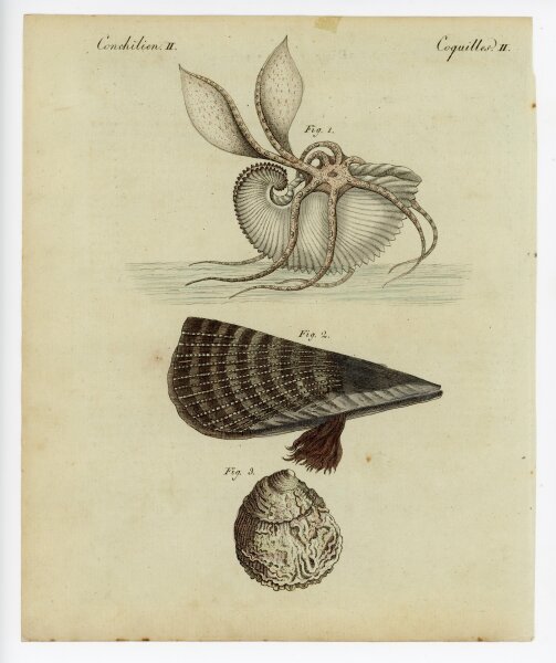 unbekannt - Conchilien - o.J. - Kolorierter Kupferstich