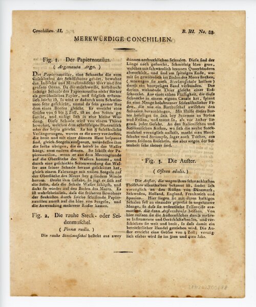 unbekannt - Conchilien - o.J. - Kolorierter Kupferstich