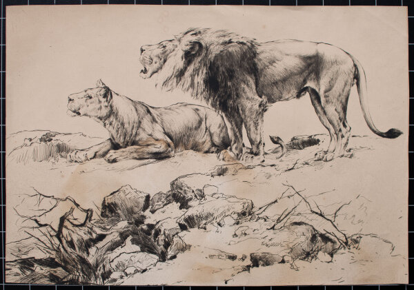 unbekannt - Löwen - o.J. - Radierung