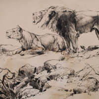 unbekannt - Löwen - o.J. - Radierung