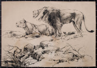 unbekannt - Löwen - o.J. - Radierung
