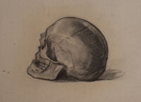 Hertha Peschke-Scholz - Studie eines Schädels /...