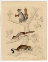 unbekannt - Eichhörnchen - o.J. - kolorierte...