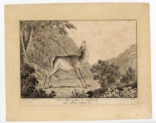 Franz Wagner - Das Tier indem es kalbet - o.J. - Kupferstich