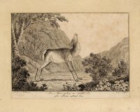 Franz Wagner - Das Tier indem es kalbet - o.J. - Kupferstich