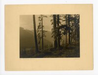 unbekannt - Im Reich der Tannen - o.J. - Fotografie